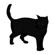 cat cat